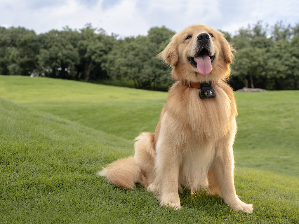 Golden retriever sitting on a grassy field with trees in the background
