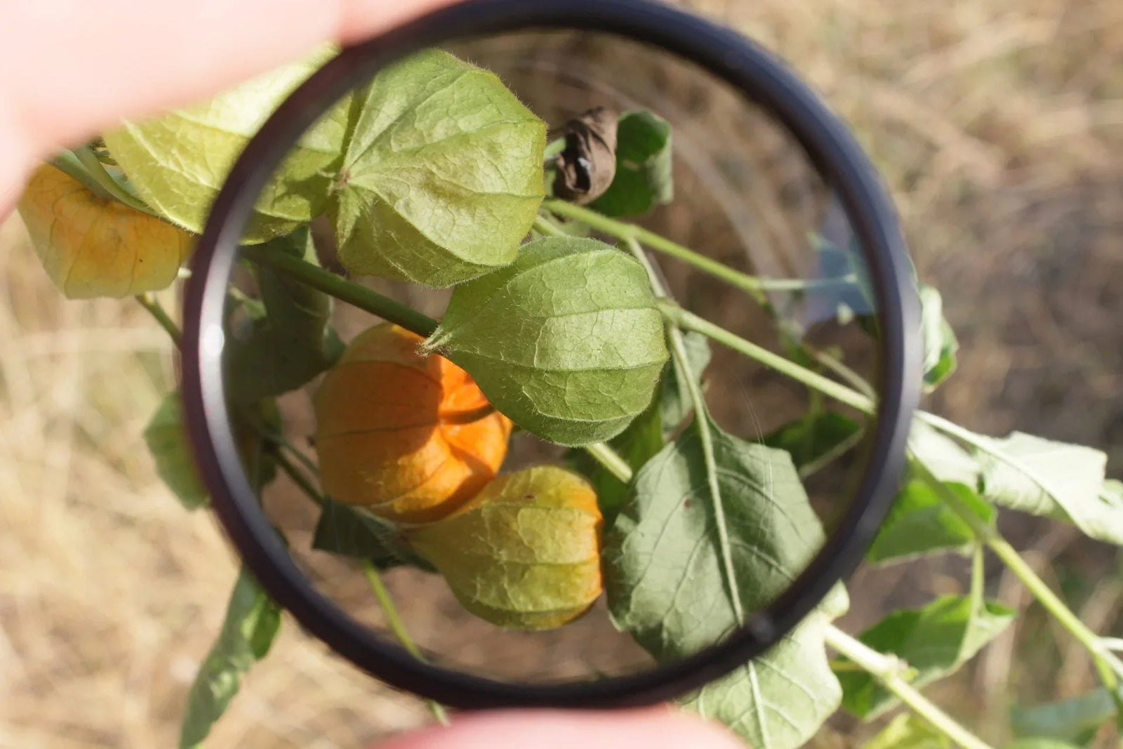 Close-up of leaves and orange berries through a camera lens filter outdoors