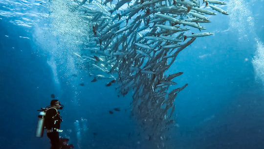 Diver observing a school of fish underwater
